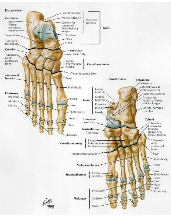 Gambar 2.1 Tulang Kaki Sumber : Frank H. Netter, 2003  