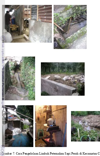 Gambar 7. Cara Pengelolaan Limbah Peternakan Sapi Perah di Kecamatan Cisarua 