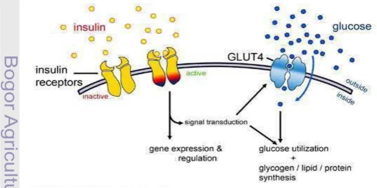 Gambar 2. Peranan Hormon Insulin 