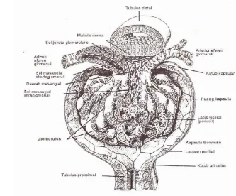 Gambar 3 Susunan histologik suatu korpuskel ginjal secara skematis dalam tiga 