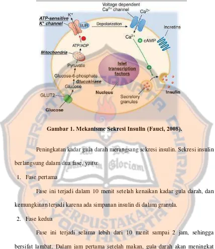 Gambar 1. Mekanisme Sekresi Insulin (Fauci, 2008). 