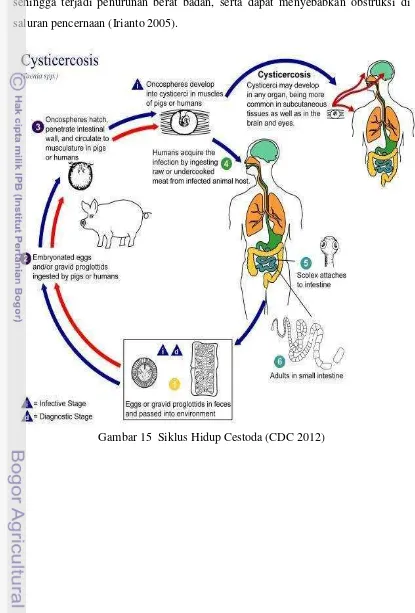 Gambar 15  Siklus Hidup Cestoda (CDC 2012) 