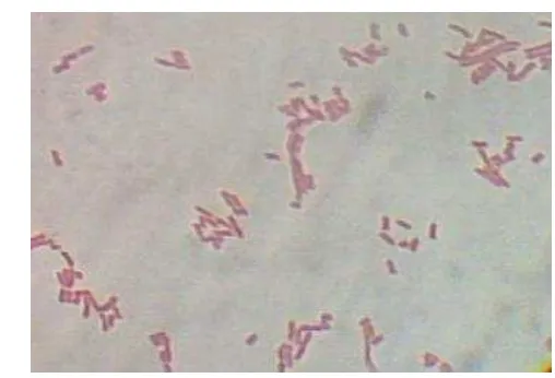 Gambar 19  Pewarnaan Gram  Vibrio cholerae pada Insang Ikan Patin 