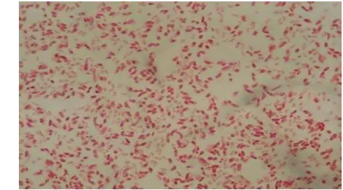 Gambar 20  Pewarnaan Gram Escherichia coli pada Saluran Pencernaan 