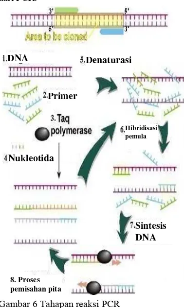 Gambar 6 Tahapan reaksi PCR 