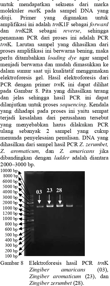 Gambar 8 Elektroforesis hasil PCR  