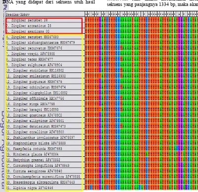 Gambar 12 Hasil penyejajaran sekuens matK varietas Zerumbet dan data GenBank. 