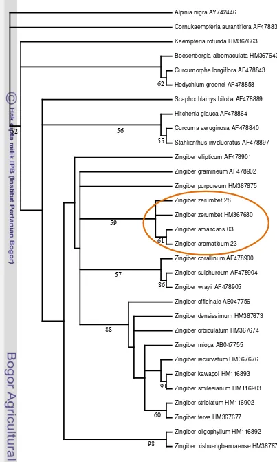 Gambar 13 Pohon filogeni sampel beserta data GenBank menggunakan marka molekuler matK