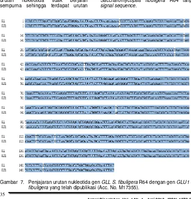 Gambar  7.  Penjajaran urutan nukleotida gen GLL S. fibuligera R64 dengan gen GLU1 S. 