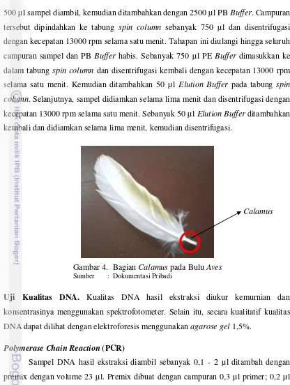 Gambar 4.  Bagian Calamus pada Bulu Aves 