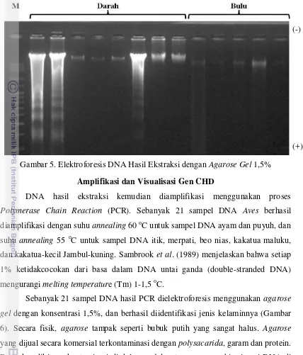 Gambar 5. Elektroforesis DNA Hasil Ekstraksi dengan Agarose Gel 1,5% 