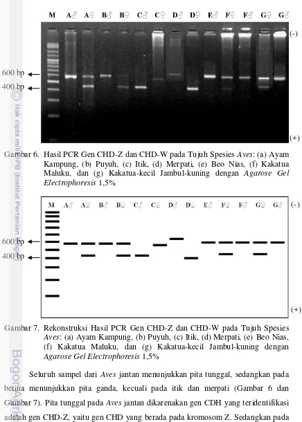 Gambar 6. Hasil PCR Gen CHD-Z dan CHD-W pada Tujuh Spesies Aves: (a) Ayam 