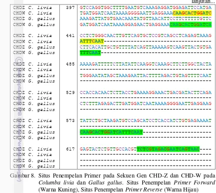 Gambar 8. Situs Penempelan Primer pada Sekuen Gen CHD-Z dan CHD-W pada 