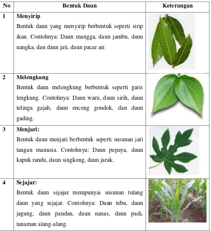 Tabel 1 penggolongan tumbuhan berdasarkan bentuk daunnya 