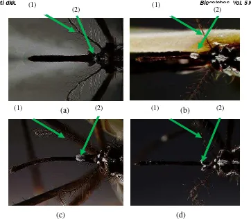 Gambar 4.  Bagian Dorsal Kepala Nyamuk Aedes 