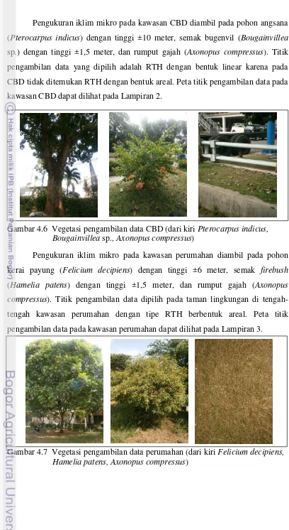 Gambar 4.6  Vegetasi pengambilan data CBD (dari kiri Pterocarpus indicus, 