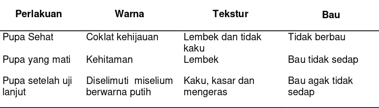 Tabel 3.  Deskripsi pupa uji yang mengalami kematian 