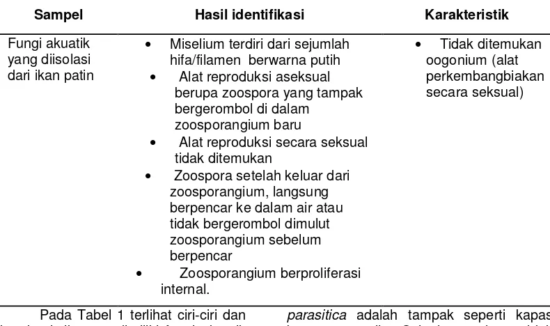 Tabel 1. Ciri-ciri dan karakteristik jenis fungi akuatik yang menginfeksi ikan patin yang dipelihara di akuarium 