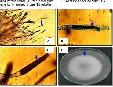 Gambar 2. Morfologi S. parastisa diantaranya: A. Miselium, B. filamen yang  berproliferasi, (C) zoosporangium yang berisi zoospora dan (D)  miselium yang tumbuh pada medium PDA S