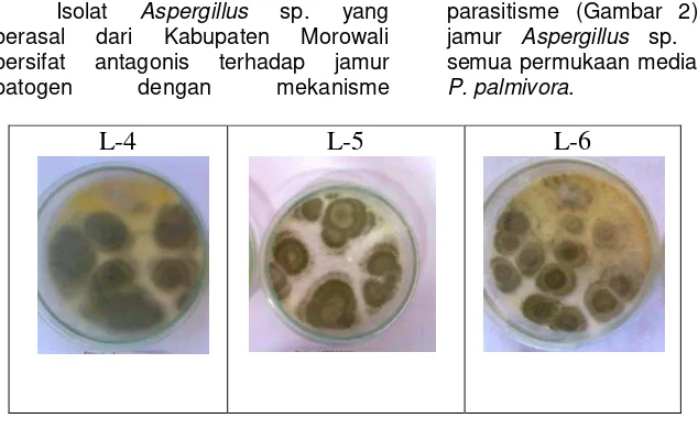 Gambar 1. Hasil uji antagonis Aspergillus sp. terhadap P. palmivora dari perkebunan 
