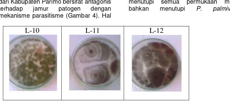 Gambar 3. Hasil uji antagonis Aspergillus sp. terhadap P. palmivora dari perkebunan 