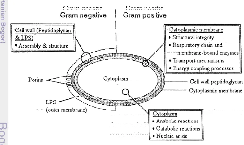 Gambar 3 Target potensial untuk biosida (Denyer dan Stewart 1998). 