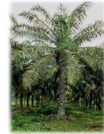 Figure 2.  Adult oil palm (Elaeis guineensis Jacq.) tree 