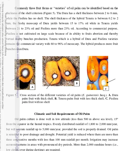Figure 5.   Cross section of the different varieties of oil palm (E. guineensis Jacq.)