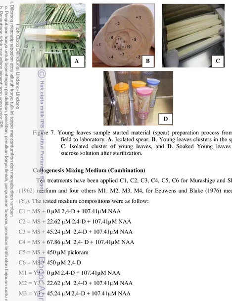 Figure 7. Young leaves sample started material (spear) preparation process from the 