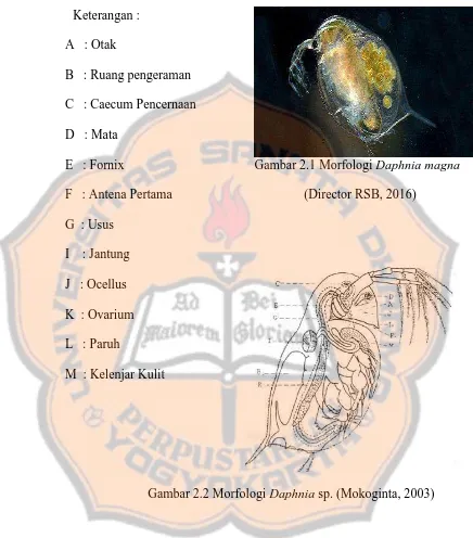 Gambar 2.2 Morfologi Daphnia sp. (Mokoginta, 2003) 