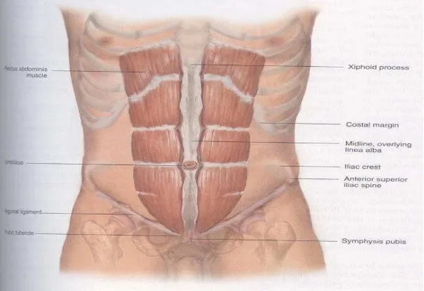 Gambar 1. Dinding anterior  abdomen 
