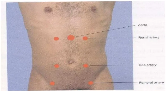 Gambar 9.  Proyeksi  arteri di dinding  anterior  abdomen  