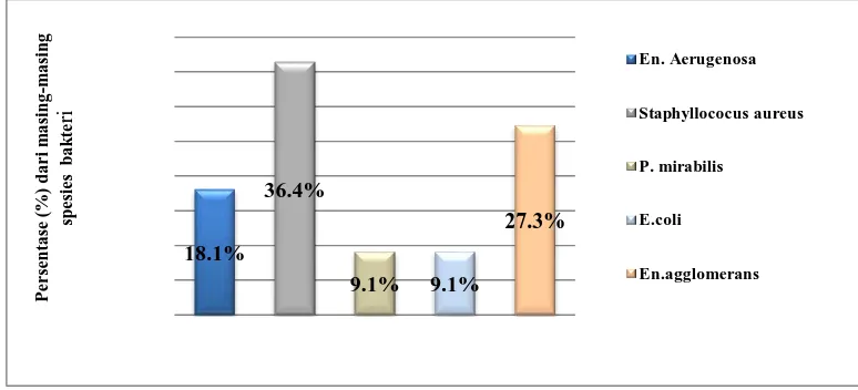 Gambar 1. Grafik Spesies Bakteri Dari Hasil Identifikasi Swab Hidung