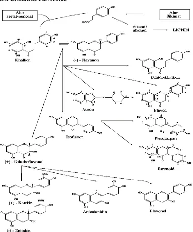 Gambar 2.1Biosintesa hubungan antara jenis monomer flavonoida dari alur  