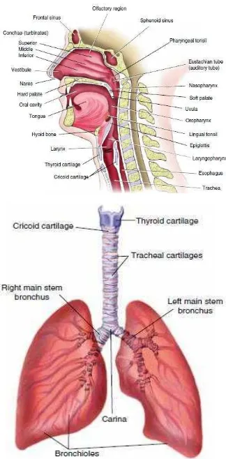 Gambar 1. Anatomi saluran nafas atas dan saluran nafas bawah 