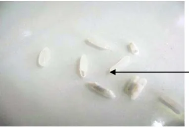 Gambar 1: Telur, Larva, Pupa S. Oryzae L. Sumber: Foto Langsung 