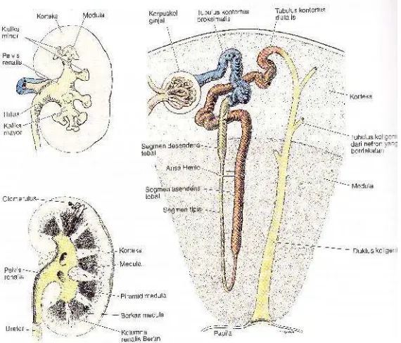 Gambar 2.1. Gambaran Makroskopis Ginjal (Junqueira, 2007).