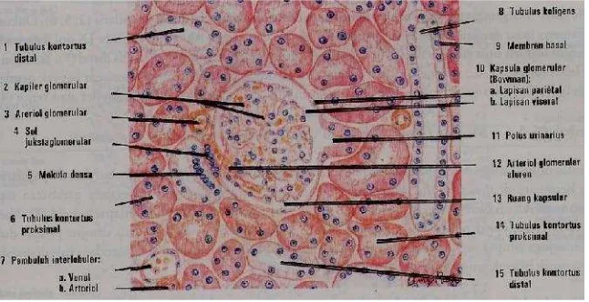 Gambar 2.2. Histologi Tubulus Proksimal Nornal (Eroschenko, 2003)
