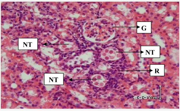 Gambar 2.3. Struktur mikroanatomi ginjal mencit, Perbesaran 400 x.