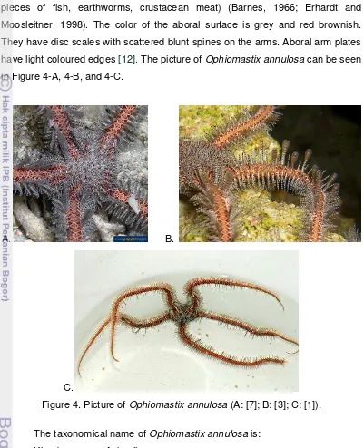 Figure 4. Picture of Ophiomastix annulosa (A: [7]; B: [3]; C: [1]). 