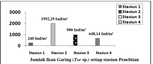 Gambar 12. Grafik Rata-rata Total IkanTor sp. pada setiap stasiun 