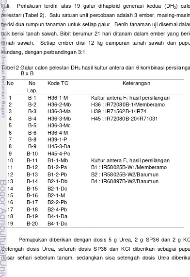 Tabel 2 Galur calon pelestari DH2 hasil kultur antera dari 6 kombinasi persilangan 