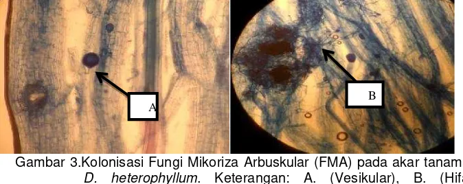 Gambar 3.Kolonisasi Fungi Mikoriza Arbuskular (FMA) pada akar tanaman