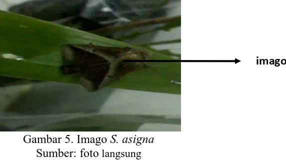 Gambar 3. Pupa  S. asigna (kiri) Gambar 4. Kokon S. asigna (kanan) Sumber: foto langsung 