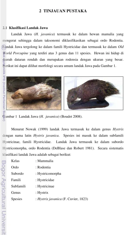 Gambar 1  Landak Jawa (H.  javanica) (Boudet 2008). 