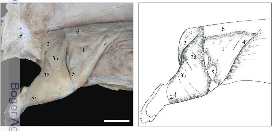 Gambar 3    Otot-otot paha lateral  lapis superfisial.                     1. m. tensor fasciae latae, 2