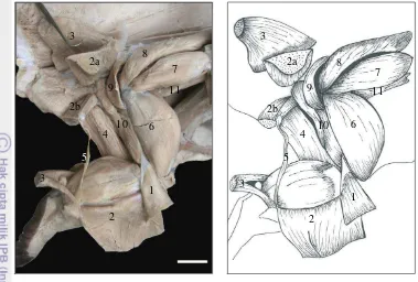 Gambar 8   Otot-otot paha lateral lapis profundal. 1. m. tensor fasciae latae, 2. m. biceps femoris (a