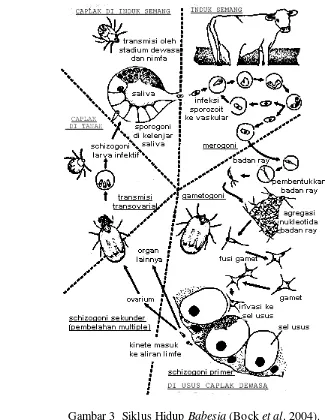 Gambar 3  Siklus Hidup Babesia (Bock et al. 2004). 