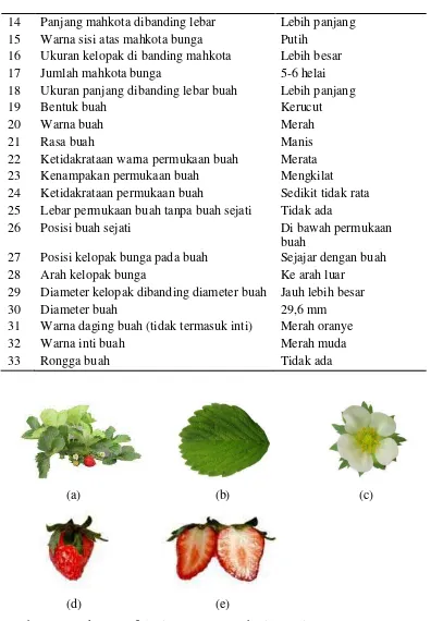 Gambar 4. Karakter Morfologis Tanaman Stroberi Genotip 4 : (a) tanaman stroberi, (b) daun, (c) bunga, (d) buah, (e) daging buah 