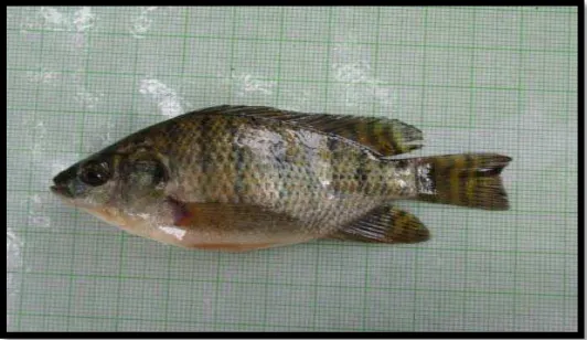 Gambar 4. Oreochromis niloticus 